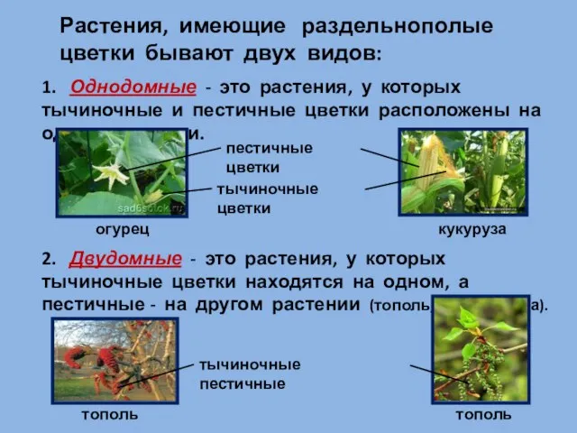 Растения, имеющие раздельнополые цветки бывают двух видов: 1. Однодомные - это