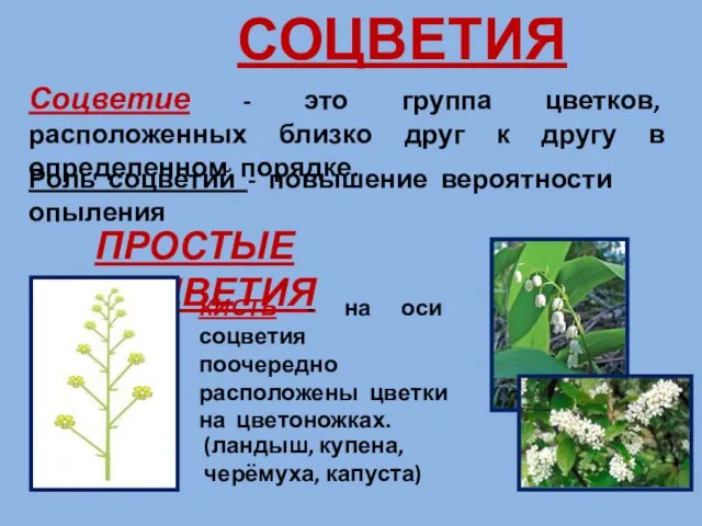 СОЦВЕТИЯ Соцветие - это группа цветков, расположенных близко друг к другу