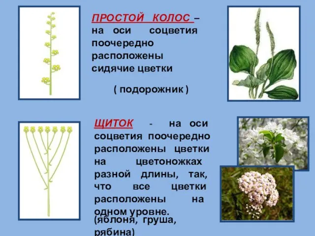 ПРОСТОЙ КОЛОС – на оси соцветия поочередно расположены сидячие цветки (