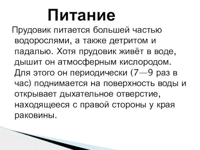 Прудовик питается большей частью водорослями, а также детритом и падалью. Хотя