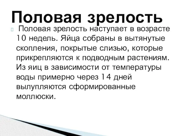 Половая зрелость наступает в возрасте 10 недель. Яйца собраны в вытянутые