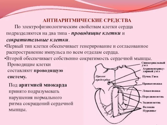 АНТИАРИТМИЧЕСКИЕ СРЕДСТВА По электрофизиологическим свойствам клетки сердца подразделяются на два типа