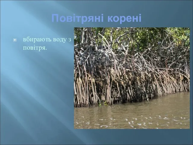 Повітряні корені вбирають воду з повітря.