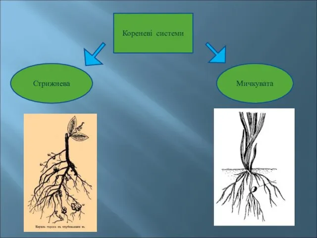 Кореневі системи Стрижнева Мичкувата