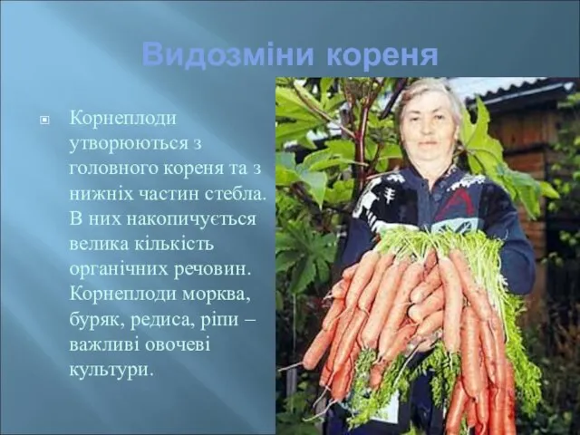 Видозміни кореня Корнеплоди утворюються з головного кореня та з нижніх частин