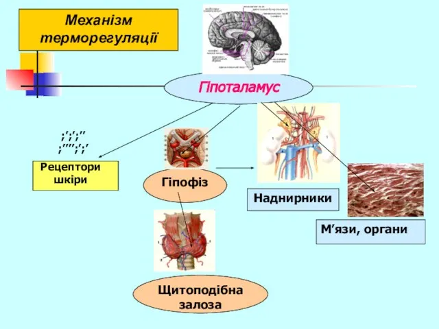 Механізм терморегуляції Гіпоталамус ;’;’;’’ ;’’’’;’;’ Рецептори шкіри М’язи, органи Гіпофіз Щитоподібна залоза Наднирники