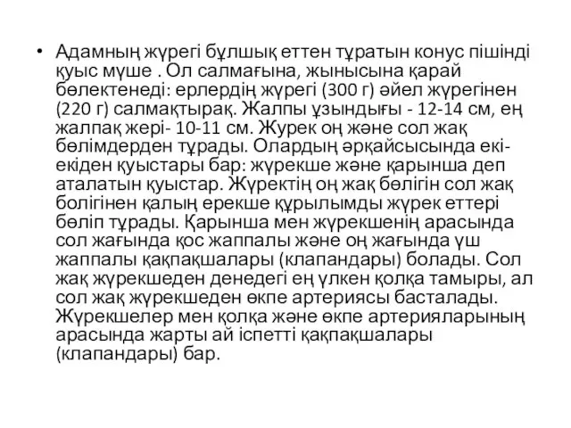 Адамның жүрегі бұлшық еттен тұратын конус пішінді қуыс мүше . Ол