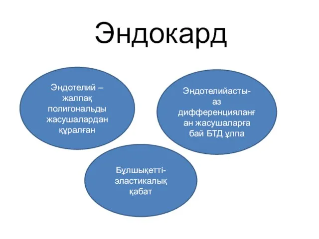 Эндокард Эндотелий –жалпақ полигональды жасушалардан құралған Эндотелийасты- аз дифференцияланған жасушаларға бай БТД ұлпа Бұлшықетті- эластикалық қабат