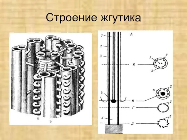 Строение жгутика