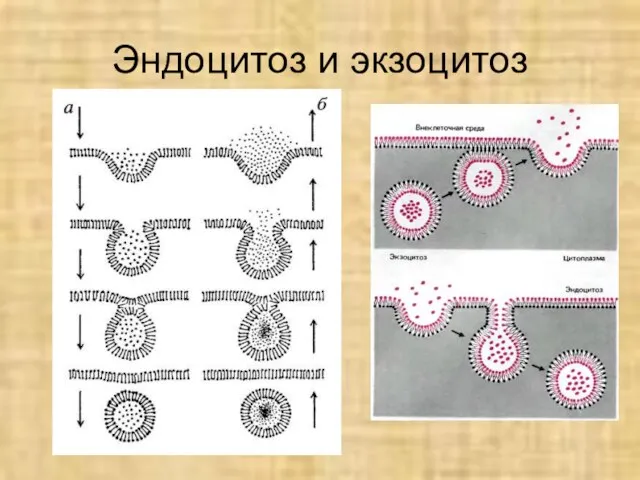 Эндоцитоз и экзоцитоз