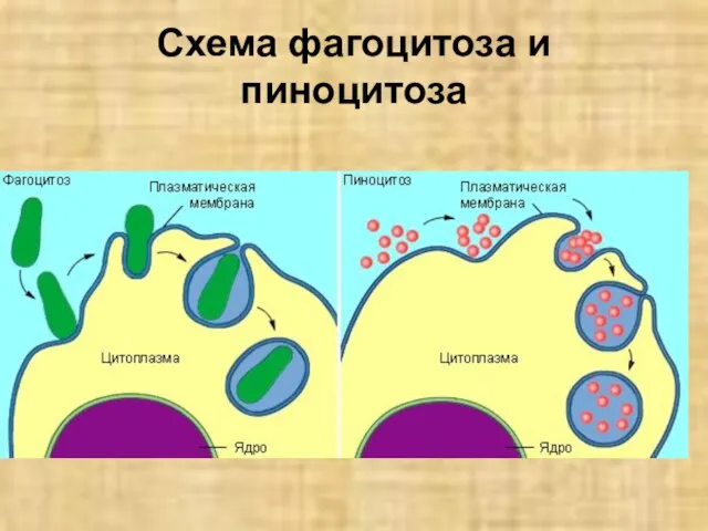 Схема фагоцитоза и пиноцитоза