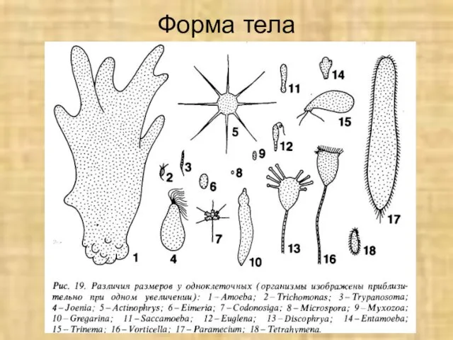 Форма тела