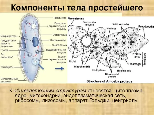 Компоненты тела простейшего К общеклеточным структурам относятся: цитоплазма, ядро, митохондрии, эндоплазматическая