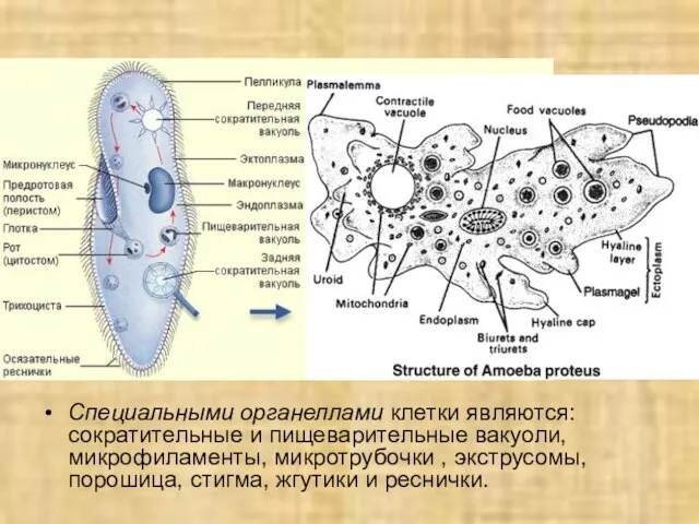 Специальными органеллами клетки являются: сократительные и пищеварительные вакуоли, микрофиламенты, микротрубочки ,