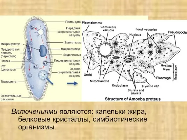 Включениями являются: капельки жира, белковые кристаллы, симбиотические организмы.