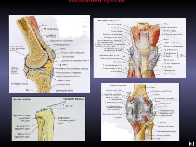 Коленный сустав [6]