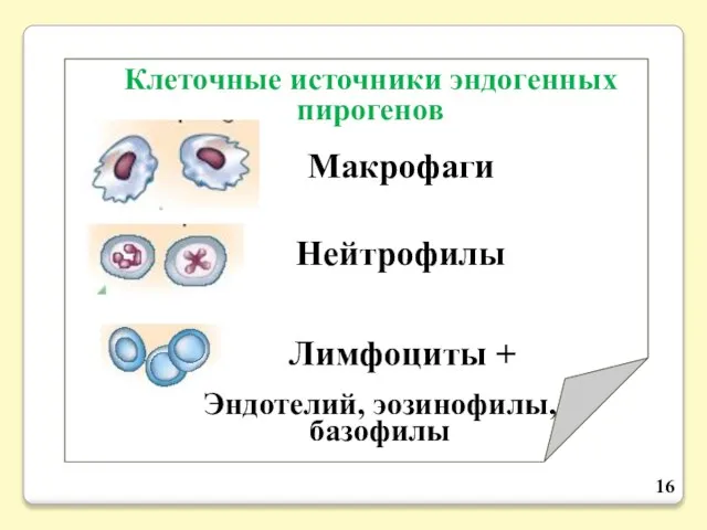 Клеточные источники эндогенных пирогенов Макрофаги Нейтрофилы Лимфоциты + Эндотелий, эозинофилы, базофилы