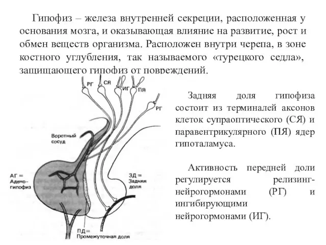 Гипофиз – железа внутренней секреции, расположенная у основания мозга, и оказывающая