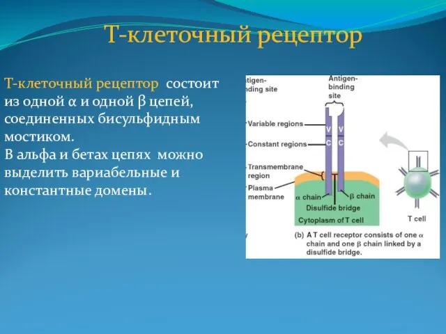 T-клеточный рецептор Т-клеточный рецептор состоит из одной α и одной β