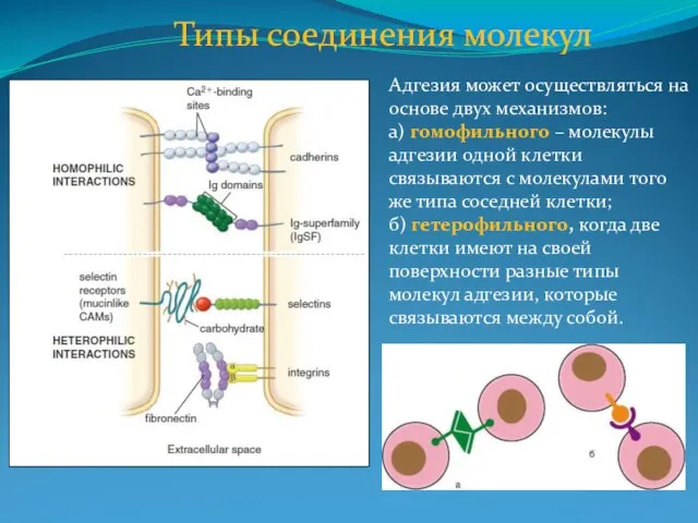 Типы соединения молекул Адгезия может осуществляться на основе двух механизмов: а)