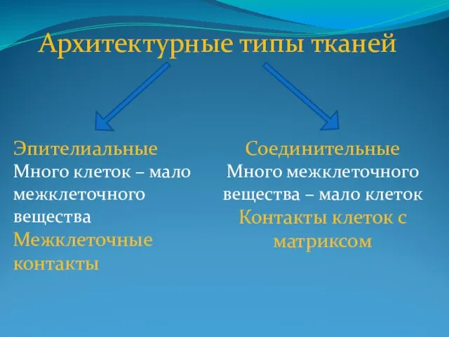 Архитектурные типы тканей Эпителиальные Много клеток – мало межклеточного вещества Межклеточные