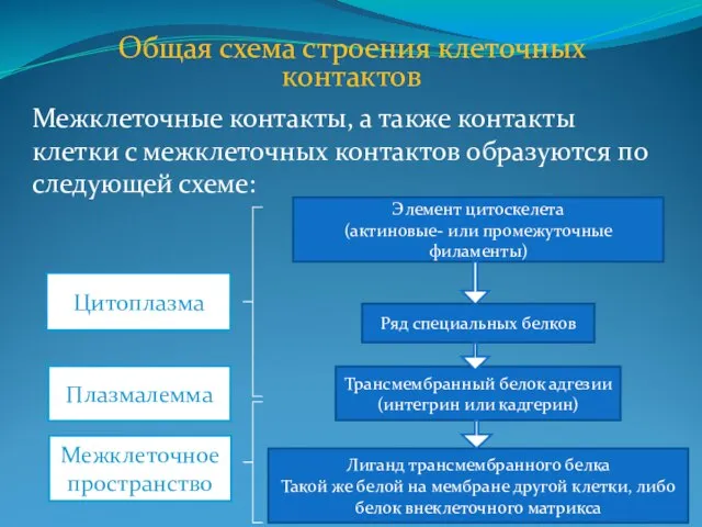 Общая схема строения клеточных контактов Межклеточные контакты, а также контакты клетки