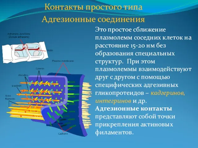 Контакты простого типа Адгезионные соединения Это простое сближение плазмолемм соседних клеток