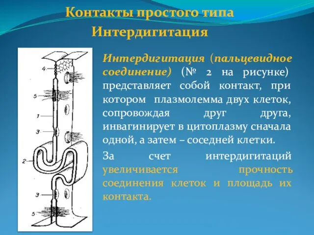 Интердигитация (пальцевидное соединение) (№ 2 на рисунке) представляет собой контакт, при