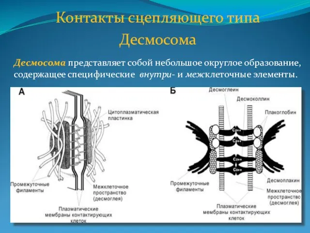 Контакты сцепляющего типа Десмосома Десмосома представляет собой небольшое округлое образование, содержащее специфические внутри- и межклеточные элементы.