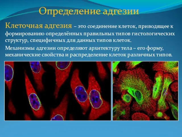 Клеточная адгезия – это соединение клеток, приводящее к формированию определённых правильных