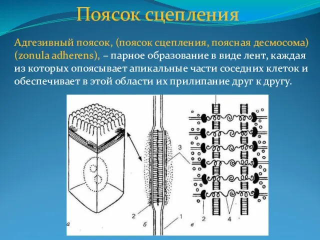 Поясок сцепления Адгезивный поясок, (поясок сцепления, поясная десмосома) (zonula adherens), –