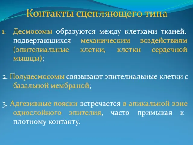 Контакты сцепляющего типа Десмосомы образуются между клетками тканей, подвергающихся механическим воздействиям