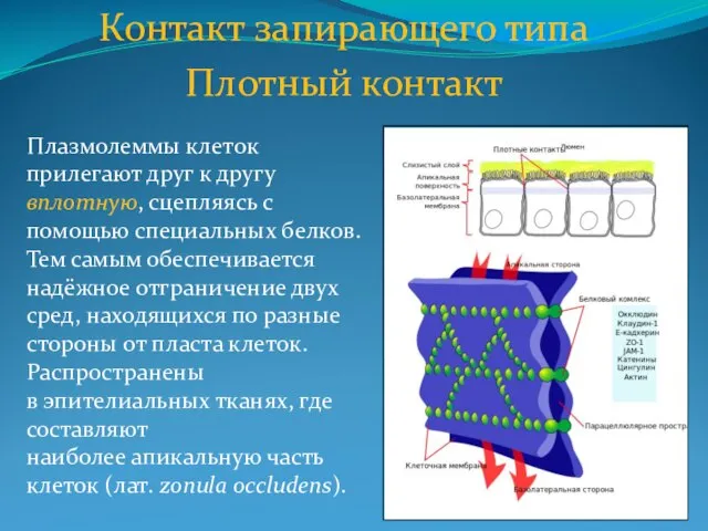 Контакт запирающего типа Плотный контакт Плазмолеммы клеток прилегают друг к другу