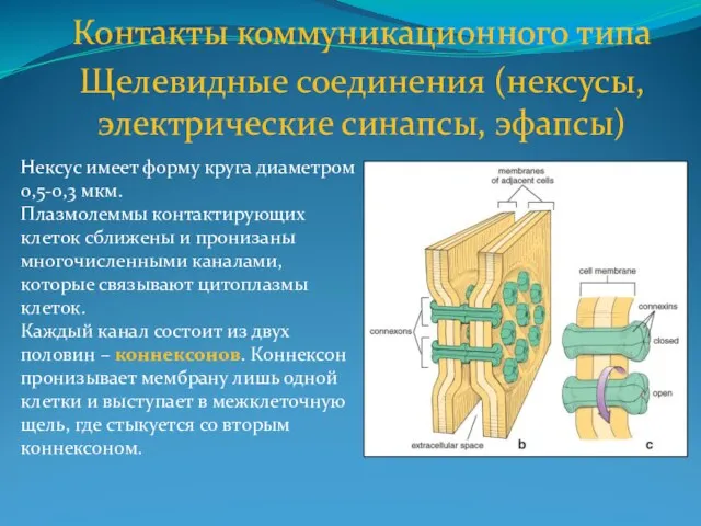 Контакты коммуникационного типа Щелевидные соединения (нексусы, электрические синапсы, эфапсы) Нексус имеет