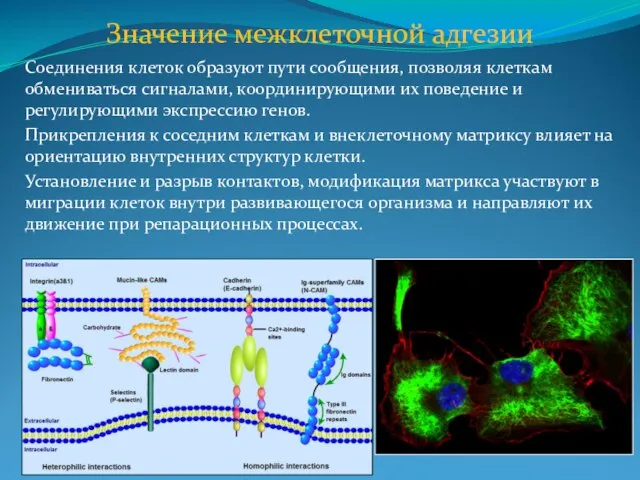 Соединения клеток образуют пути сообщения, позволяя клеткам обмениваться сигналами, координирующими их