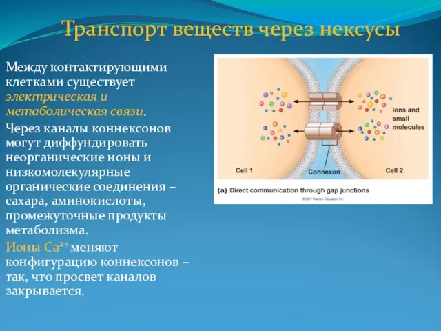 Между контактирующими клетками существует электрическая и метаболическая связи. Через каналы коннексонов