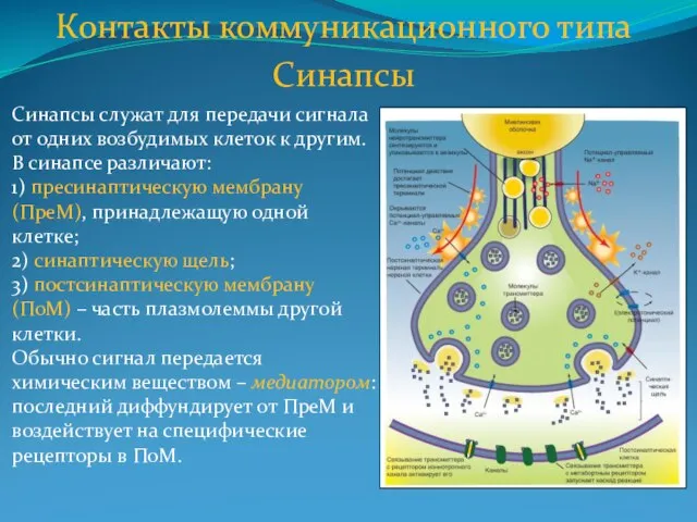 Контакты коммуникационного типа Синапсы Синапсы служат для передачи сигнала от одних