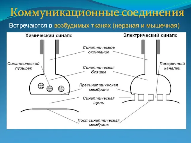 Коммуникационные соединения Встречаются в возбудимых тканях (нервная и мышечная)