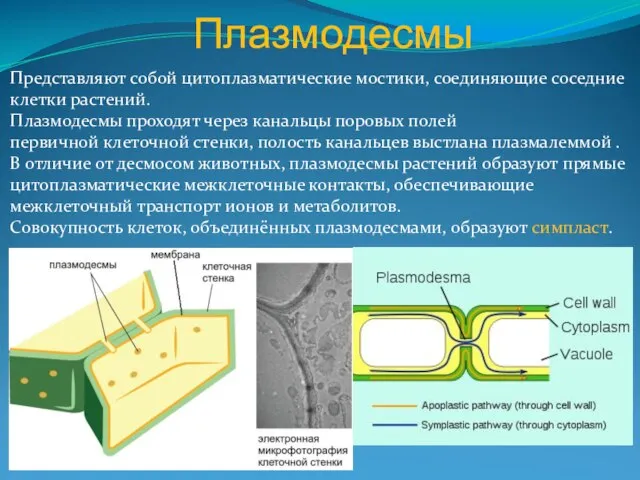 Плазмодесмы Представляют собой цитоплазматические мостики, соединяющие соседние клетки растений. Плазмодесмы проходят