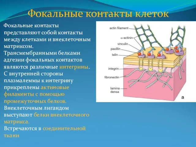 Фокальные контакты клеток Фокальные контакты представляют собой контакты между клетками и