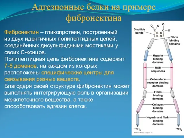 Адгезионные белки на примере фибронектина Фибронектин – гликопротеин, построенный из двух