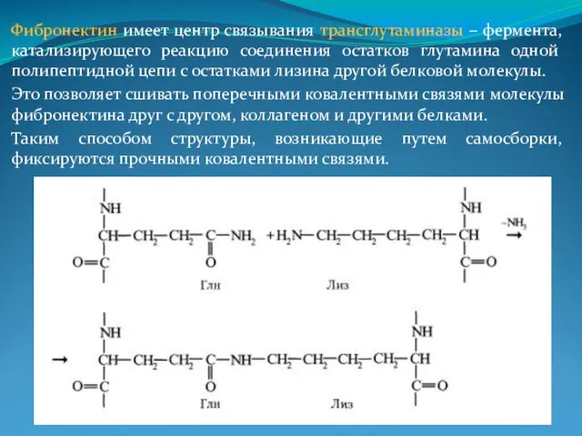 Фибронектин имеет центр связывания трансглутаминазы – фермента, катализирующего реакцию соединения остатков