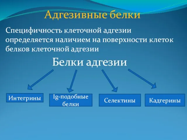 Адгезивные белки Специфичность клеточной адгезии определяется наличием на поверхности клеток белков