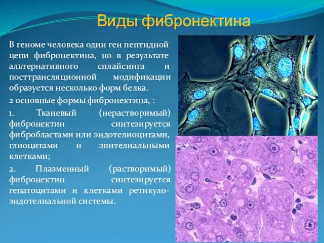 В геноме человека один ген пептидной цепи фибронектина, но в результате