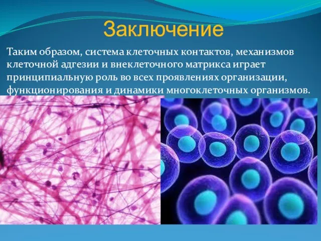 Таким образом, система клеточных контактов, механизмов клеточной адгезии и внеклеточного матрикса