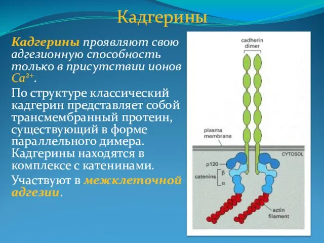 Кадгерины Кадгерины проявляют свою адгезионную способность только в присутствии ионов Ca2+.