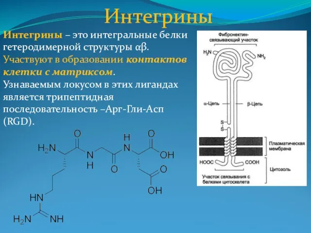 Интегрины Интегрины – это интегральные белки гетеродимерной структуры αβ. Участвуют в