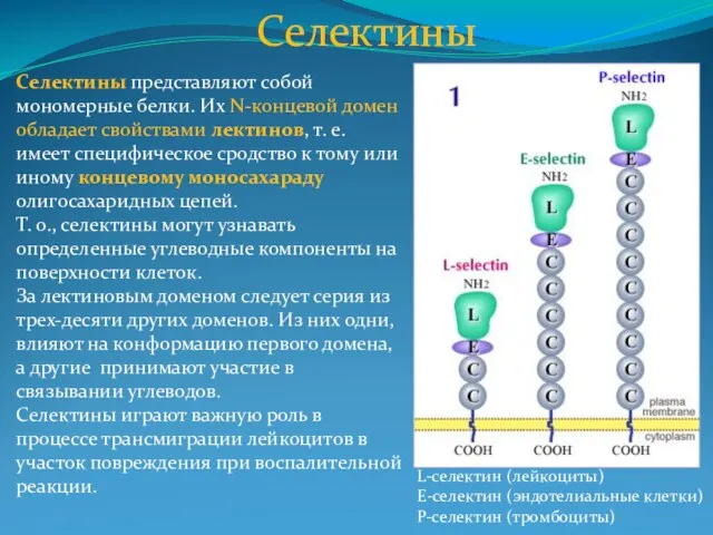 Селектины Селектины представляют собой мономерные белки. Их N-концевой домен обладает свойствами