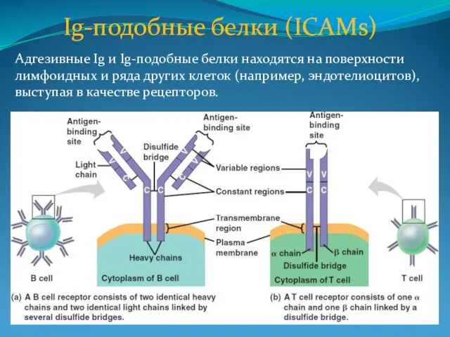 Ig-подобные белки (ICAMs) Адгезивные Ig и Ig-подобные белки находятся на поверхности