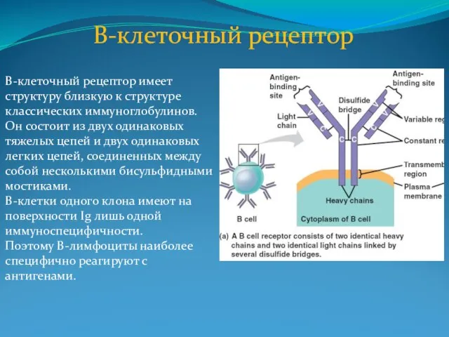 B-клеточный рецептор B-клеточный рецептор имеет структуру близкую к структуре классических иммуноглобулинов.